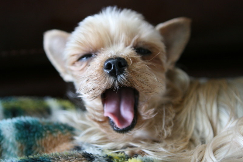 my dog is yawning by MoonMan in Korea is licensed under CC BY-ND 2.0