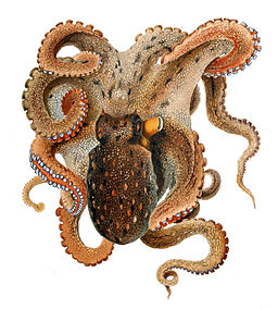 polpo - octopus vulgaris 