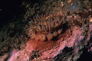 polipo - anemone Epiactis prolifera