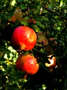 Melograno - pommegranate